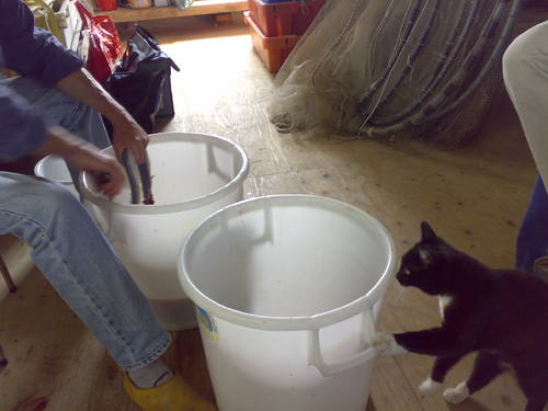 skinning-the-eel-with-hungry-cat skinning-the-eel-with-hungry-cat