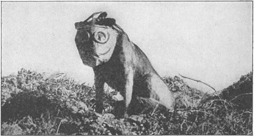 dog_with_mask_wwi1