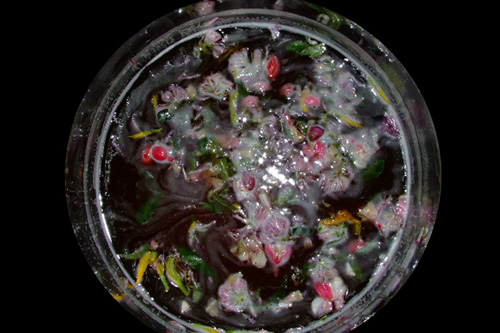 03_boilingflowers_500