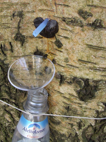 birchsap_bossepad Birch sap installation, Bossepad, Amsterdam