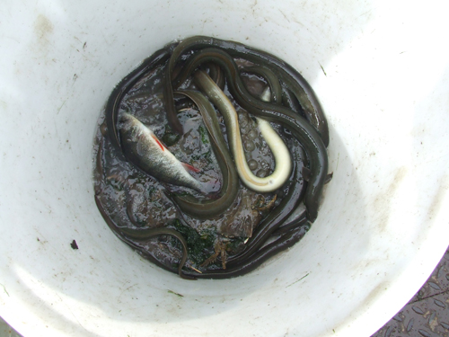 Eel and other fishes fished from the Ij water, 9 May Eel and other fishes fished from the Ij water, 9 May
