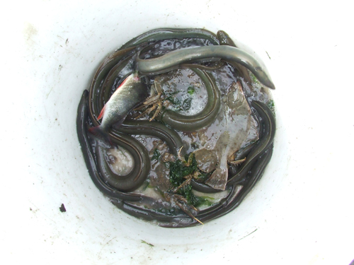 aal-krabben-vis-kopie Eels, crabs and other creatures just caught