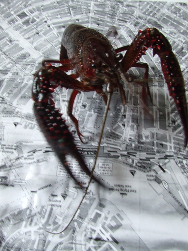 amsterdam-crayfish