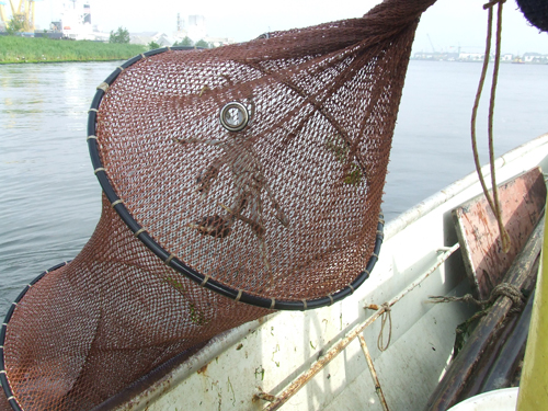 een-wolhandkrab! Finally, a chinese mitten crab!