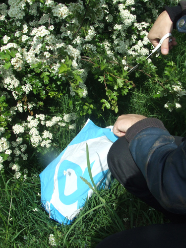 meidoorn-bloesem-oogst Harvesting the hawthorn flowers for the panacotta