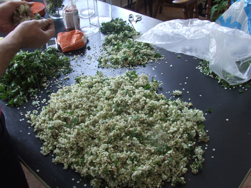 Separating the hawthorn flowers from the stems