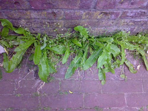 mole-lettuce-and-chickweed Mole lettuce and chickweed, Admiral de Ruyterweg, Amsterdam