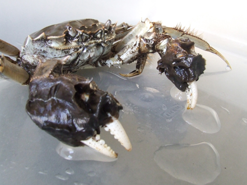 One of the many mighty mitten crabs used for the bouillabaisse One of the many mighty mitten crabs used for the bouillabaisse