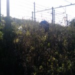 Petter harvesting thistle roots in Westerpark