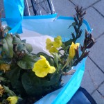 Stash of Evening Primrose flowers, collected a day before the dinner