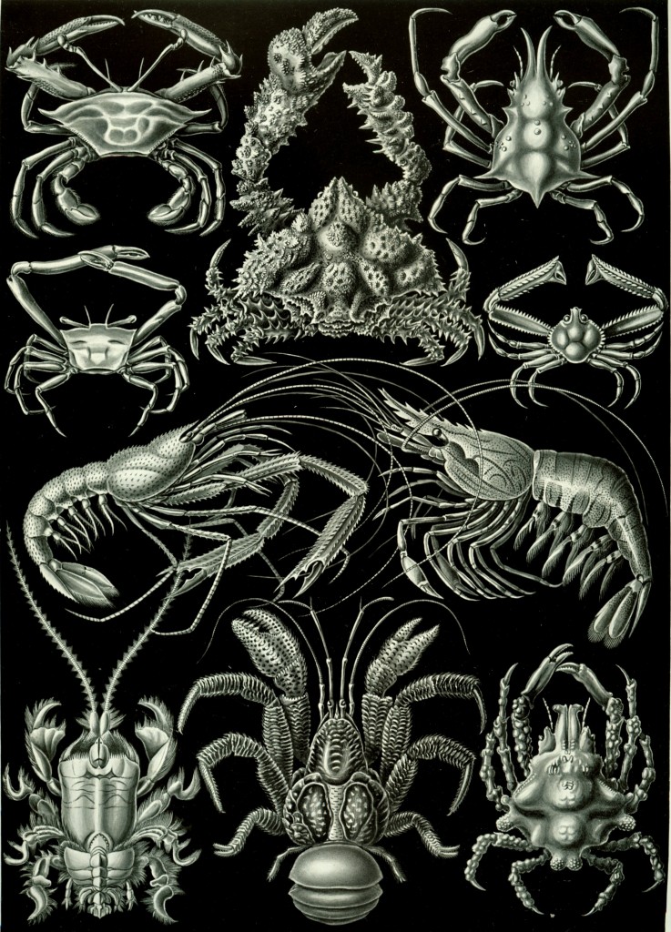 Ernst Haeckel, Decapoda